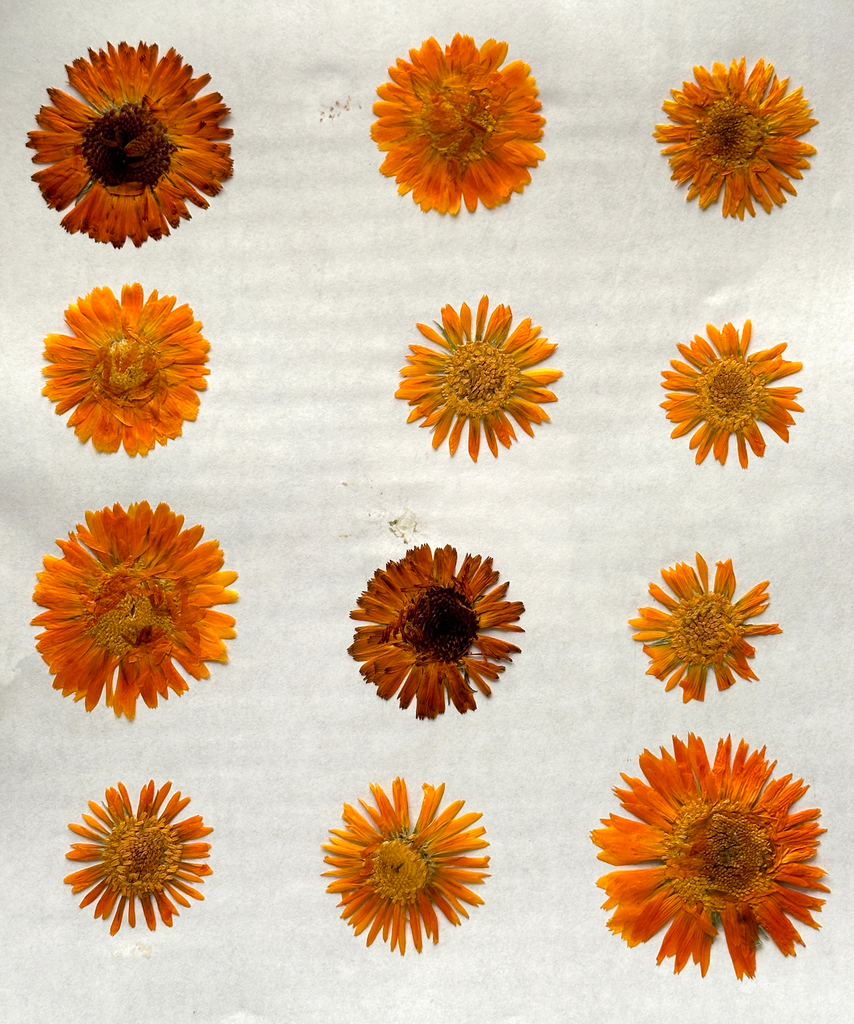 Natural Dyes - Calendula - Pressed  Flowers | The Yarn Tree - fiber, yarn and natural dyes